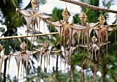 Oktopus trocknen (Lambok, Indonesien)