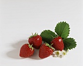 Strawberries with leaves and flowers