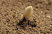 White asparagus tip poking through the soil