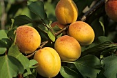 Apricots on the tree