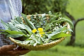 Fresh wild herbs (for salad)