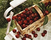 Sweet cherries in basket