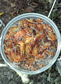 Shrimps in boiling water