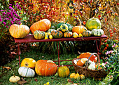 Pumpkins and ornamental gourds on bench, in basket & in grass