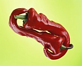 Two red chili peppers against green background