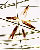 Five grasshoppers on blades of grass