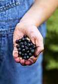 Hands holding fresh blueberries