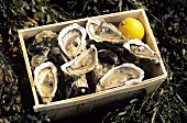 Oysters in wooden crate
