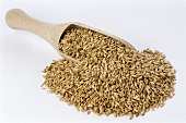 Oat grains on wooden scoop (Avena sativa)