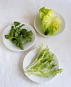 Curly endive, corn salad and lettuce