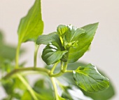 Close-up of a herb sprig