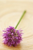 A chive flower
