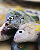 Verschiedene frische Fische auf einem Teller