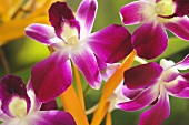 Lilafarbene Orchideenblüten