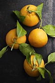 Blood oranges ('Tarocco' variety)