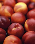 Nectarines