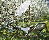 Picknick auf Löwenzahnwiese mit blühendem Birnbaum