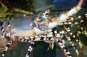 Ornate rock lobster swimming in water