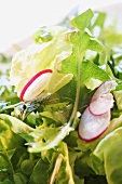 Mixed salad leaves with dandelion and radishes