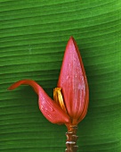 Eine Bananenblüte auf Bananenblatt