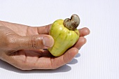 A cashew apple with kernel in someone's hand