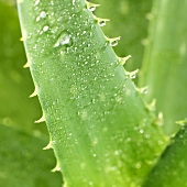 Aloe vera leaf on the plant (close-up)