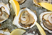 Oysters with lemon on ice