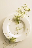 Fresh cress scattered over a plate