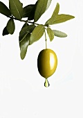 Olivenöl tropft von Olive