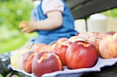 Assorted fruit on a garden bench