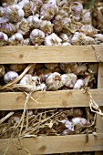 Garlic in a crate