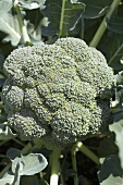 A head of broccoli in the field