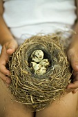 Wachteleier im Nest