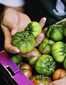 Green beefsteak tomatoes