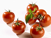 Mehrere rote Tomaten
