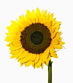 A sunflower