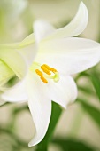 A white lily