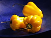 Yellow Habanero chillies