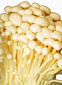 Fresh enokitake mushrooms
