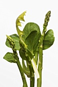 Green asparagus, dandelion leaf and pak choi