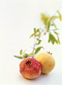 Zwei Granatäpfel mit Zweig