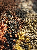 Various types of lentils