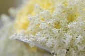 Elderflowers