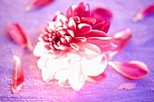 Eine rosa Dahlienblüte