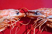 Two shrimp heads