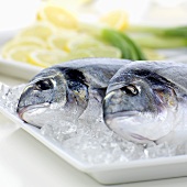 Two sea bream on ice on a platter
