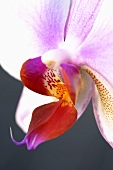 An orchid