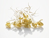 Soya bean sprouts