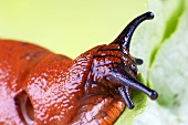 Eine Schnecke auf einem Salatkopf