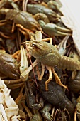 Live freshwater crayfish in a crate